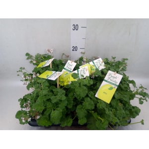 Pelargonium   ...mix smelling