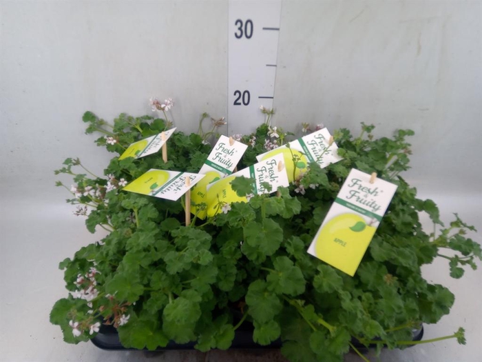 <h4>Pelargonium   ...mix smelling</h4>