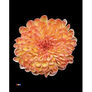 Chr T Altaj Moonshine