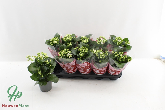 <h4>KAL GE PERFECTA WHIT</h4>