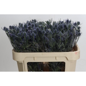 Eryngium Blue Dynamite