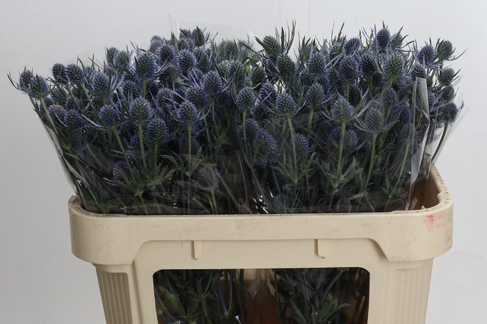 <h4>Eryngium Blue Dynamite</h4>