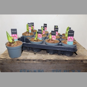 Hippeas 2 Steel Roze Decorum