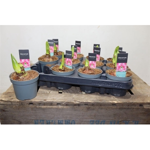 arr8 Hippeas 2 Steel Roze Decorum