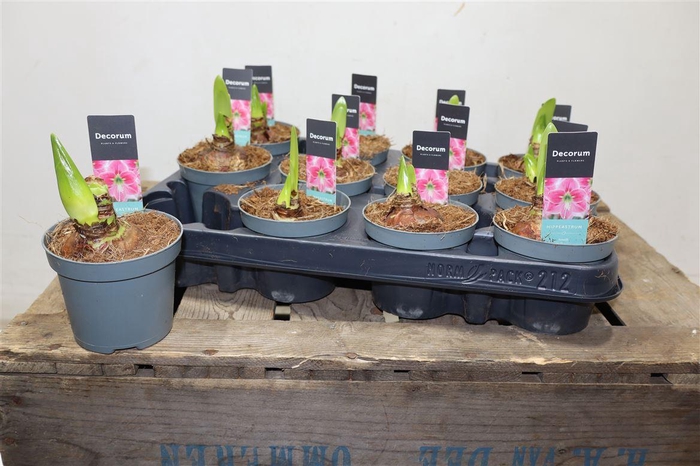 <h4>Hippeas 2 Steel Roze Decorum</h4>