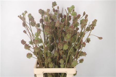 <h4>Zoethout 80cm</h4>