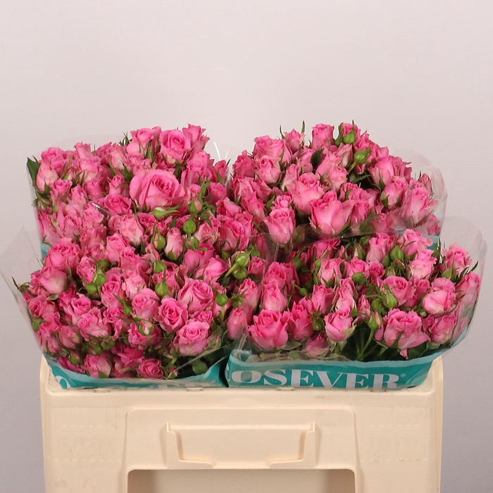 <h4>R TR SHOCKING ROSEVE</h4>