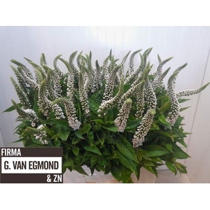 LYSIM CLETHROIDES