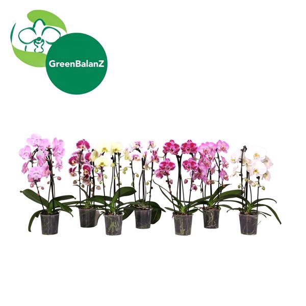 <h4>ShapeZ - Phalaenopsis CascadeZ Mix 2t 14+/55</h4>