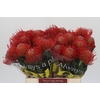 Nutans Ayoba Red