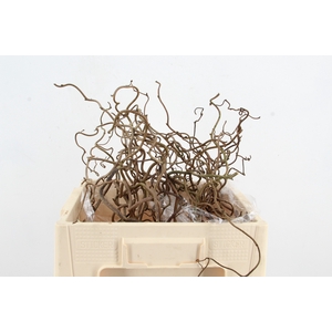CORYL AV CONTORTA 2 JARIG 050CM