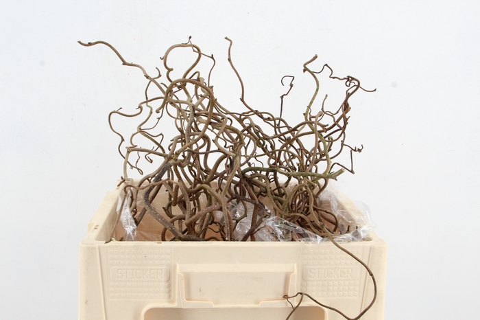 <h4>CORYL AV CONTORTA 2 JARIG 050CM</h4>