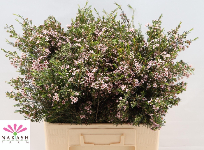 <h4>CHAME ROMI 57 GR.</h4>