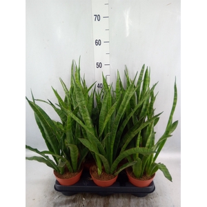 Sansevieria zeylanica 'Greenline'