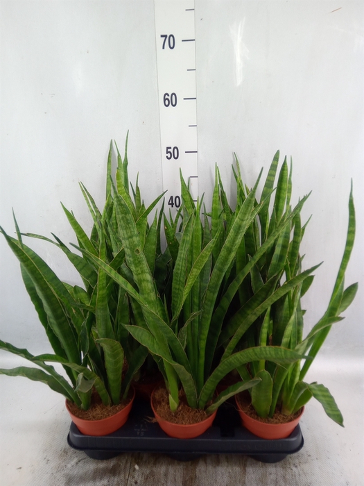 <h4>Sansevieria zeylanica 'Greenline'</h4>