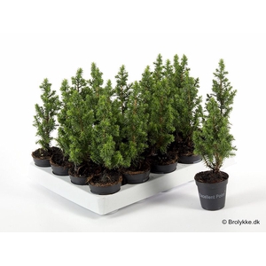 CHAMAECYPARIS THYOIDES P5.5 TOP POINT