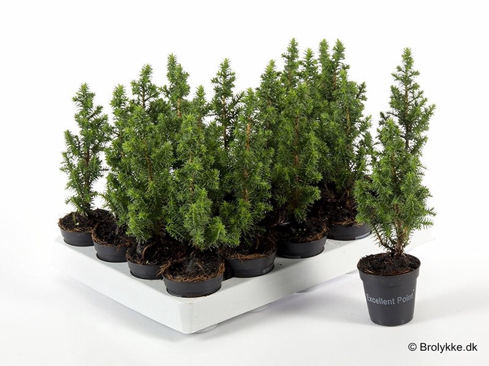 <h4>CHAMAECYPARIS THYOIDES P5.5 TOP POINT</h4>