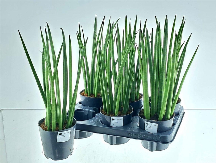 Sansev Cylindrica Ov