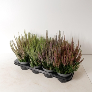 Calluna vulgaris 'Beauty Ladies' mix P13