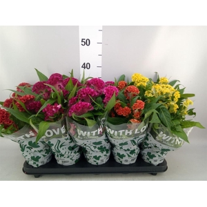 Celosia arg. CR 'Twisted'   ...mix