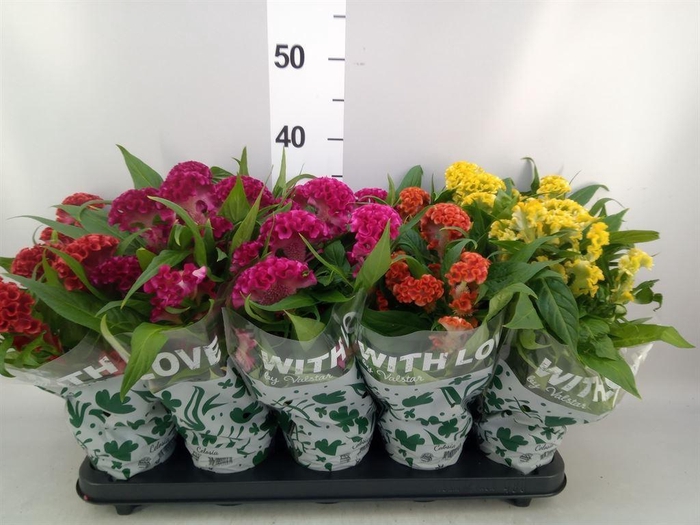 <h4>Celosia arg. CR 'Twisted'   ...mix</h4>