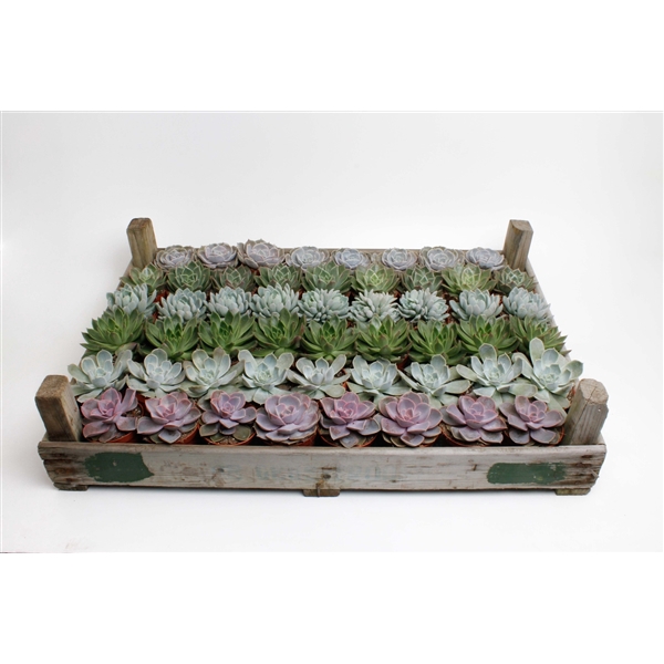 <h4>Echeveria Mix in gazenbak</h4>