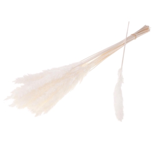 Reed Bunch 70cm Bleached White