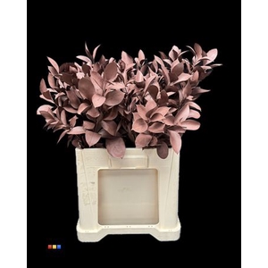 Ruscus Choco Brown