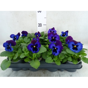 Viola wr. 'Inspire Plus Blue Velve'