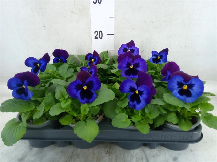 <h4>Viola wr. 'Inspire Plus Blue Velve'</h4>
