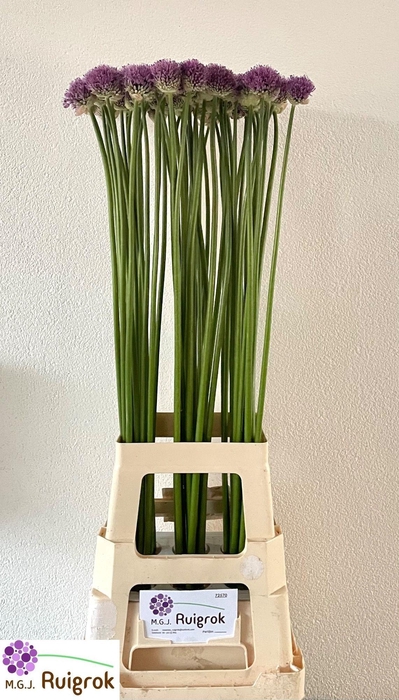 <h4>Allium Gladiator</h4>