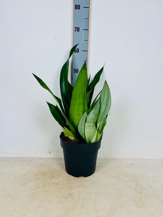 <h4>SANSEV MOONSHINE</h4>