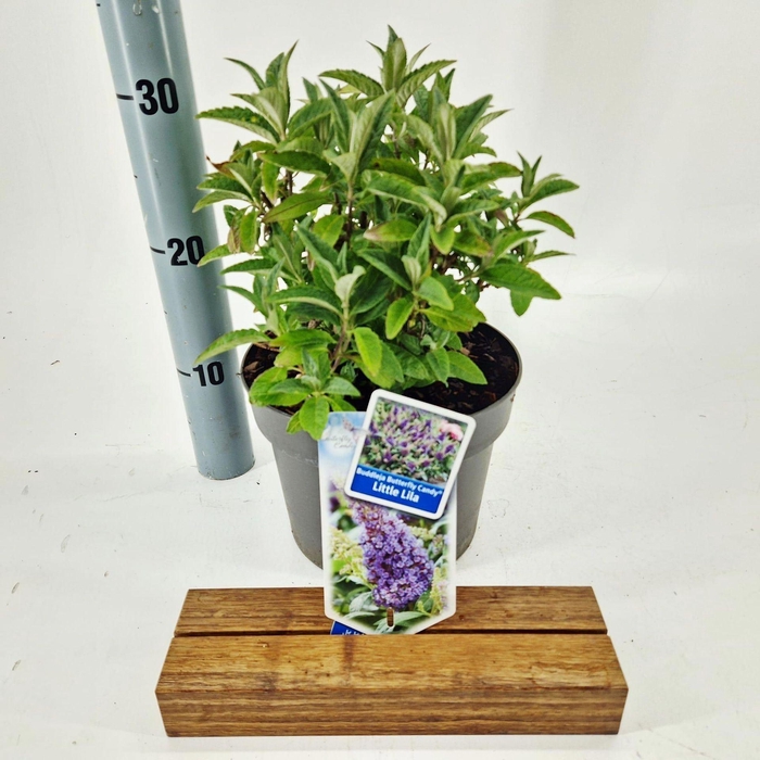 Buddleja Butterfly Candy Little Lil