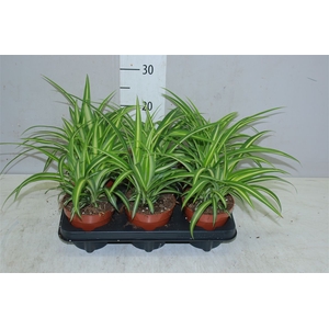 Chlorophytum Co Variegatum