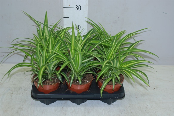 <h4>Chlorophytum Co Variegatum</h4>