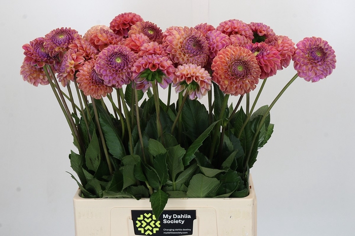 Dahlia Caitlin's Joy