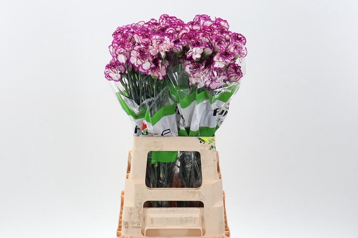 <h4>Di St Kino 60cm</h4>