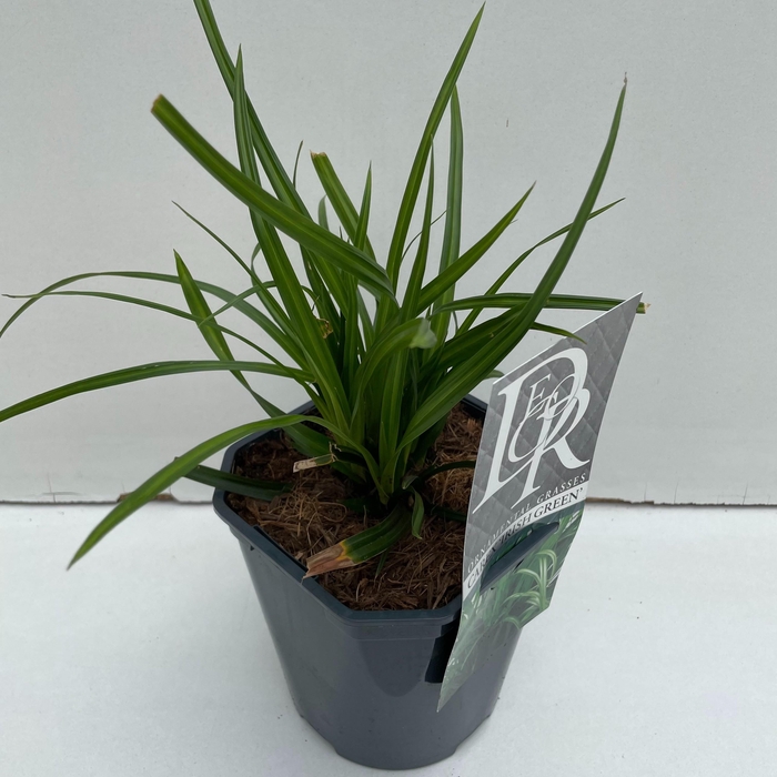 <h4>Graminées Carex 'Irisch Green'</h4>