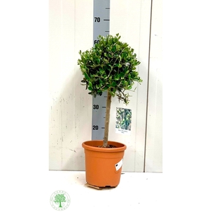 OLEA EUROPAEA