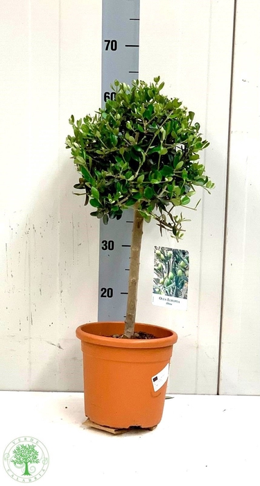 <h4>OLEA EUROPAEA</h4>