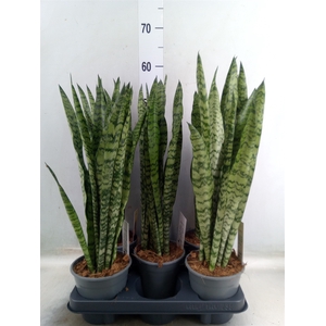 Sansevieria zeylanica