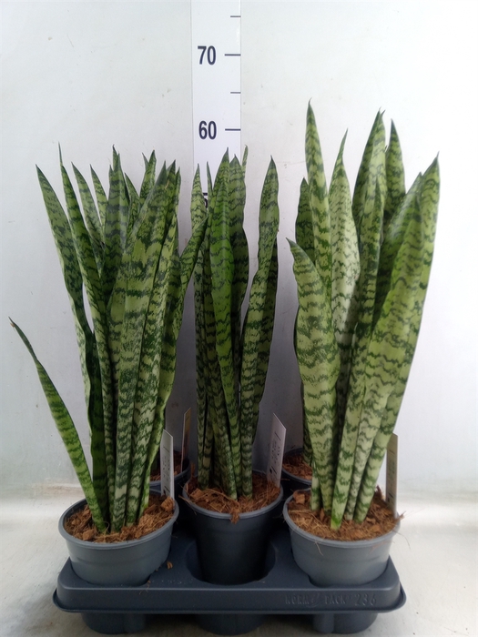 <h4>Sansevieria zeylanica</h4>
