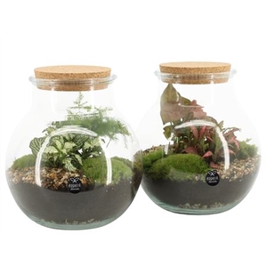 Terrarium Arr 90587