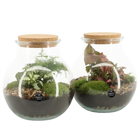 <h4>Terrarium Arr 90587</h4>