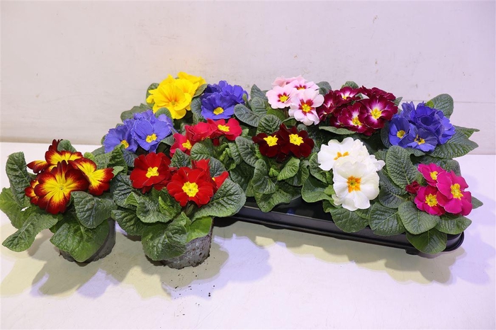 <h4>Prim Ac Gem</h4>