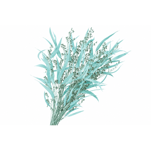 Dried Bleached Eucalyptus Exotica Blue