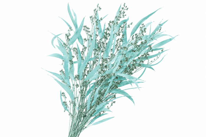<h4>Dried Bleached Eucalyptus Exotica Blue</h4>