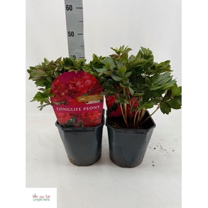 PAEONIA OV