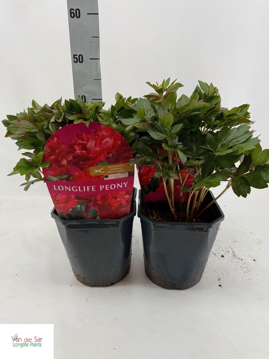 <h4>PAEONIA OV</h4>