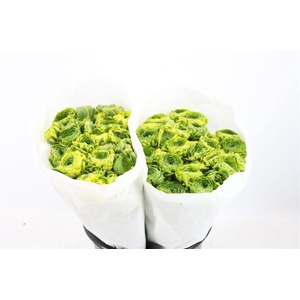 Ran Ponpon Ex Peter Pan